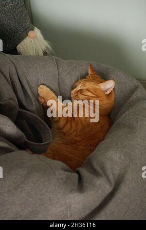 Domestizierte Katze entspannen oder ruhen Konzept. Die niedliche faule Ingwer-Katze schläft bequem auf einem grauen Sofa. Entzückendes Katzenkonzept. Hochwertige vertikale Fotos Stockfoto
