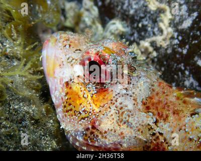 Unterwasseraufnahme eines roten Skorpionfisches, Scorpaena Maderensis, der auf Felsen und Algen liegt Stockfoto