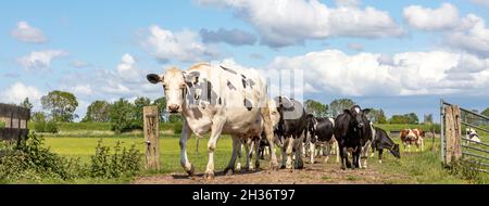 Kühe in einer Reihe auf einem Pfad, Herde von schwarz und weiß, mit bewölktem Himmel als Hintergrund, vorbei an einem Tor vor Stockfoto