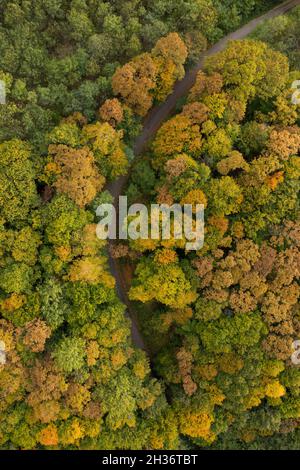 Luftaufnahme zu einer Straße im Wald Stockfoto