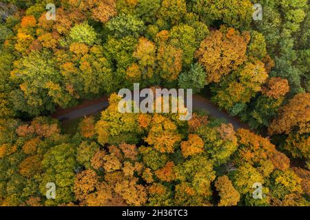 Luftaufnahme zu einer Straße im Wald Stockfoto