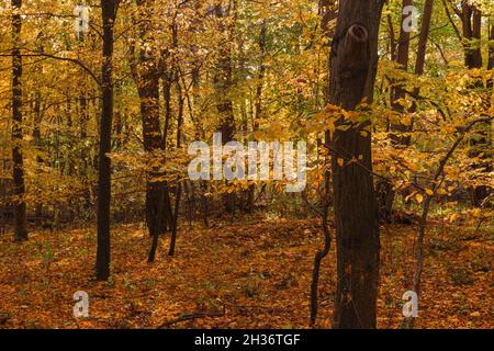 Laubwald. Junge Bäume und Sträucher wachsen unter hohen, alten Bäumen. Es ist Herbst, die Blätter sind gelb. Es ist ein sonniger Tag. Stockfoto