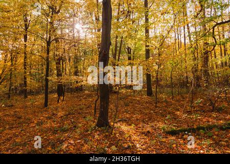 Laubwald. Junge Bäume und Sträucher wachsen unter hohen, alten Bäumen. Es ist Herbst, die Blätter sind gelb. Es ist ein sonniger Tag. Stockfoto