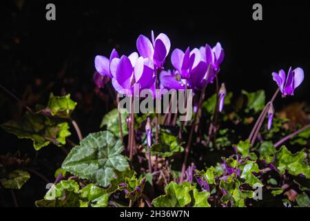 Hübsches, kleines, rosa bis violett blühendes Cyclamen hederifolium (efeublättrige Cyclamen) in Blüte in einem Garten in Surrey, England, Nachts aus der Nähe Stockfoto