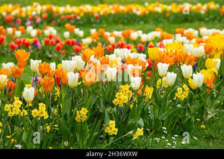 Schönes Frühlingsblumenbett mit vielen verschiedenen Farben und Variationen von Blumen, Tulpen, Narzissen und Muscari-Traubenhyazinthe. Stockfoto