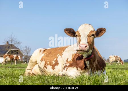 Eine Kuh, die den Mund aufkaut und rot und weiß auf einer faulen Weide wiederkäut Stockfoto