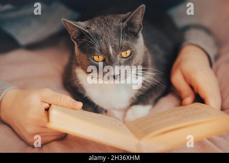 Ein Mann in einem Pullover liegt auf einem weichen Bett mit einer niedlichen grauen Hauskatze und liest ein Interessantes Buch. Entspannen mit einem Haustier. Selbstentwicklung. Stockfoto