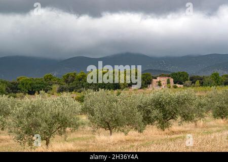 Herbstliche Landschaft mit Olivenhain in der Nähe von Lourmarin im Luberon, Südfrankreich Stockfoto