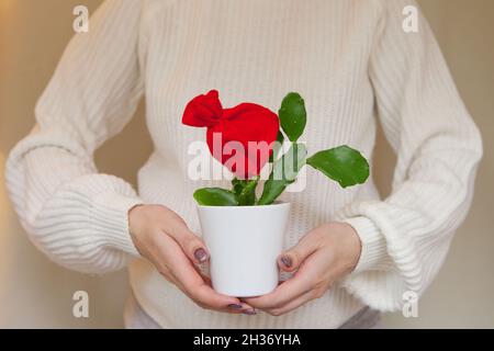 Frau hält in ihren Händen grünen Kaktus mit rotem Weihnachtsmann Hut in weißem Topf. Weihnachtsgeschenk-Konzept Stockfoto