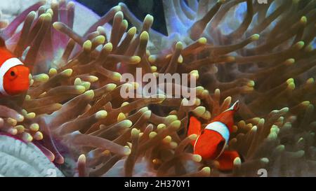 Schöne Fische schwimmen zwischen den Algen. Unterwasserwelt. Künstlerische Arbeit Stockfoto