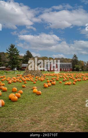 Kürbisse auf dem Grasfeld vor der alten roten Scheune und Maisstiele unter blau bewölktem Himmel für Spaß Herbst Familienaktivitäten angeordnet Stockfoto