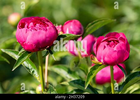 Elegante und schöne Pfingstrosen blühen im Sommer Stockfoto