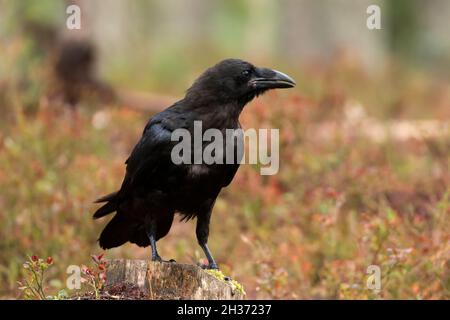 Der gemeine Rabe (Corvus corax), auch bekannt als der westliche Rabe und der nördliche Rabe, der auf einem Stumpf im finnischen Wald steht Stockfoto