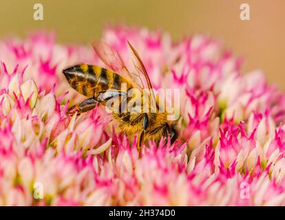 Schweben Fliegen oder Wasp absorbiert in Geschäft der Nektarsammlung Stockfoto