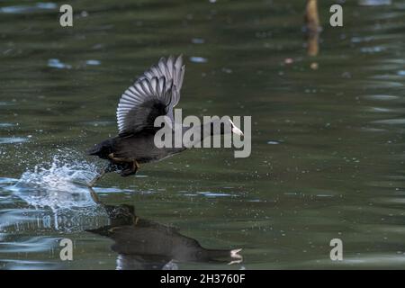 Eurasian, oder Common Coot Fulica atra, der auf einem Teich in Großbritannien zum Start läuft. Stockfoto