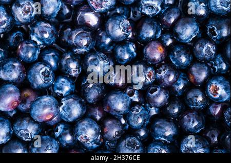 Hintergrund von frisch geernteten Blaubeeren mit Kopierplatz. Stockfoto
