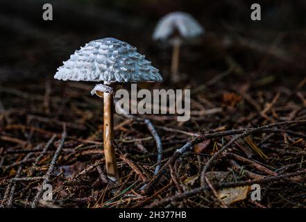 Shaggy Parasolpilz oder Wildpilz (Chlorophyllum rhacodes) wächst auf Waldboden in Wald, Schottland, Großbritannien Stockfoto