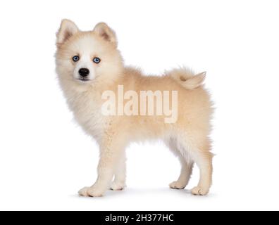 Liebenswert flauschig Pomsky Hund Welpen, stehend Seitenwege. Blick auf die Kamera mit blauen Augen und geschlossenem Mund. Isoliert auf weißem Hintergrund. Stockfoto