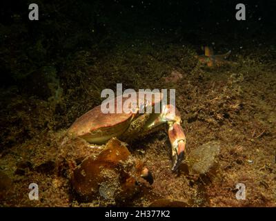 Nahaufnahme eines Krebs-Pagurus, auch als essbare Krabbe oder braune Krabbe bekannt. Bild von den Wetterinseln, Schweden Stockfoto