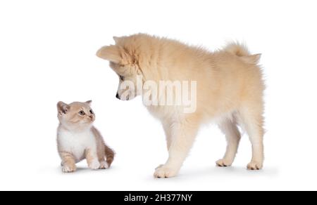 Liebenswert flauschig Pomsky Hund Welpen, stehend Seitenwege. Blick auf kleine britische Kurzhaar-Kätzchen. Isoliert auf weißem Hintergrund. Stockfoto