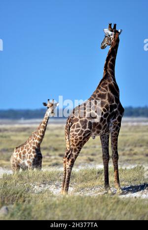 NAMIBIA, ETOSHA NATIONALPARK, GIRAFES Stockfoto