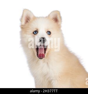 Kopfschuss von liebenswerten flauschigen Pomsky Hund Welpen. Blick auf die Kamera, Mund weit offen gähnend mit rosa Zunge. Isoliert auf weißem Hintergrund. Stockfoto