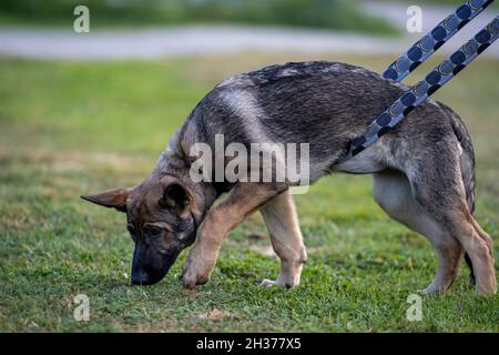 Ein vier Monate alter Schäferhund-Welpe im Tracking-Training. Grünes Gras im Hintergrund Stockfoto