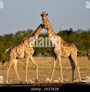 NAMIBIA, ETOSHA NATIONALPARK, GIRAFES Stockfoto