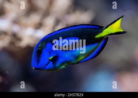 Erstaunliche blaue Tang-Fische oder Palettensurgeonfish schwimmen unter Wasser auf Korallenriffen Hintergrund. Tropischer Meeresboden. Farbenfrohe Natur beruhigende Hintergrund. Stockfoto