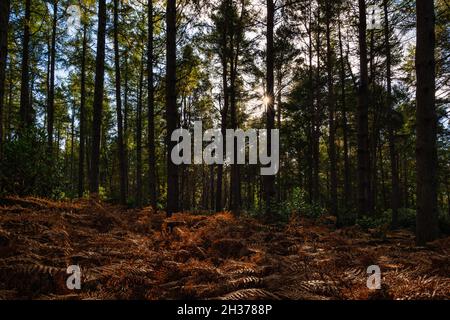 Hohe schottische Kiefern mit toter bracke auf Farnen im Binning Wood Woodland im Herbst, East Lothian, Schottland, Großbritannien Stockfoto