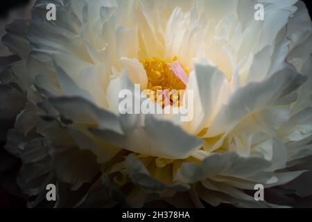 Eine blühende weiße Kamelie, Camellia japonica, Frühlingsblume, mit einem gelben Staubgefäß. Stockfoto