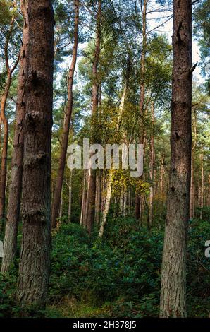 Silberbirke, umgeben von schottischen Pinien, im Binning Wood Woodland im Herbst, East Lothian, Schottland, Großbritannien Stockfoto