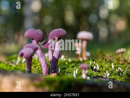 Nahaufnahme von Purpurpilzen oder Wildpilzen, Amethyt-Täuscher (Laccaria amethystina), die auf einem Waldstumpf wachsen, Schottland, Großbritannien Stockfoto