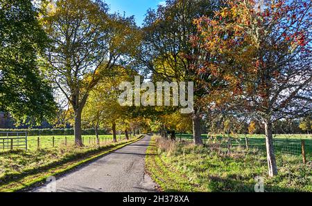 LOGIE STEADING FORRES MORAY SCOTLAND AUFFAHRT ZUM STEADING GESÄUMT VON BÄUMEN IM HERBST Stockfoto