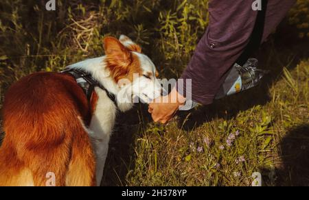 Der rothaarige Hund trinkt Wasser aus den Händen eines Mannes aus Durst. Stockfoto