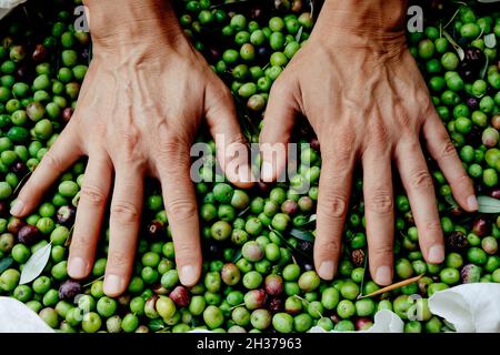 Nahaufnahme eines jungen kaukasischen Mannes, der in einem Olivenhain in Katalonien, Spanien, frisch gesammelte Oliven anhäufen Stockfoto