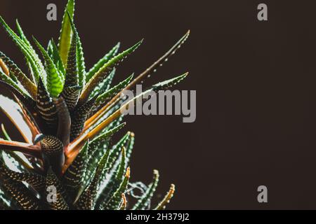 Sukulente Pflanze unter einem Sonnenstrahl auf dunklem Grund. Stockfoto