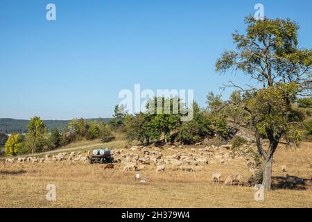 Schafschar auf Einer Wiese im Kreis Pößneck von Öpitz in Herbstlandschaft, Kreis Saale-Orla, Thüringen, Deutschland, Europa Stockfoto