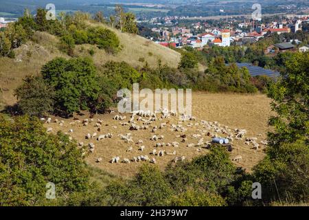 Schafherde auf Einer Wiese im Kreis Pößneck von Öpitz mit Herbstlandschaft, Kreis Saale-Orla, Thüringen, Deutschland, Europa Stockfoto