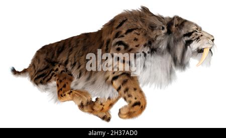 3D-Rendering ein Säbelzahn-Tiger isoliert auf weißem Hintergrund Stockfoto