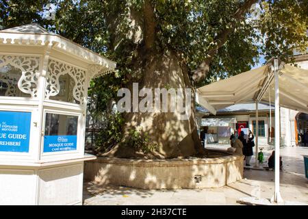 Eyup, Istanbul, Türkei-Oktober-Mittwoch-2021: Der alte Baum im Garten der Eyüp Sultan Moschee. Besucher Stockfoto