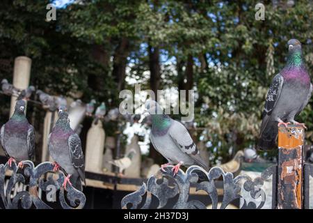 Eyup, Istanbul, Türkei-Oktober-Mittwoch-2021: Tauben Reihen sich in der Eyup Sultan Moschee an. Fokus auf den Seher. Stockfoto