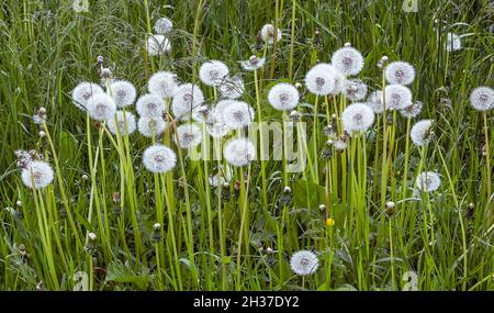 Weiße, flauschige Dandelionen, natürlicher grüner Frühlingshintergrund, selektiver Fokus. Stockfoto