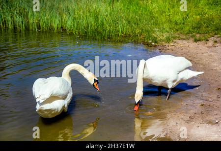 Zwei Schwäne am Ufer eines Stausees in der Sommerhitze Stockfoto