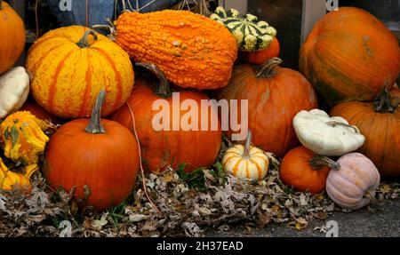Outdoor-Anordnung von Kürbissen und verschiedenen Kürbissen Stockfoto