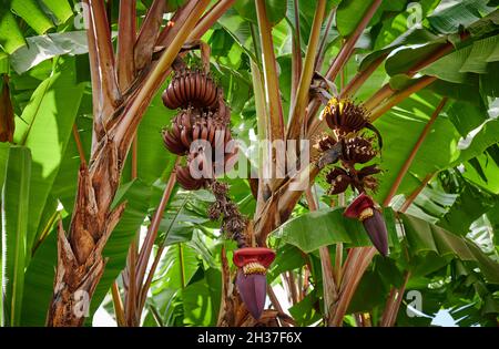 Rote Bananen auf dem Baum Durin Dorf Spaziergang in Mto wa Mbu, Tansania, Afrika Stockfoto