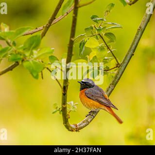 Gewöhnlicher Redstart Männchen im Ruhezustand in der Nähe von Nest Stockfoto