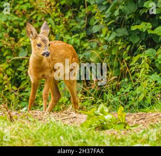 Junghirse oder Rehkitz füttern in der Nähe von Aufwuchs in Cotswolds Stockfoto