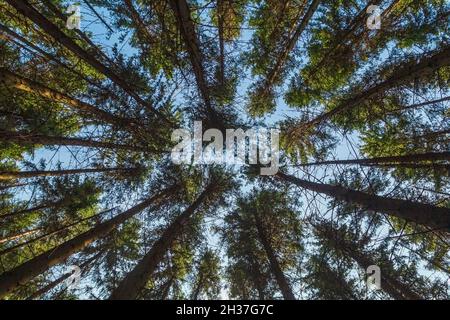 Blick Nach Oben In Frühling Pine Forest Tree . Blick von unten auf den üppigen Pinienwald. Stockfoto