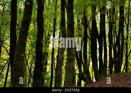 Waldhintergründe. Dunkle Baumstämme mit Moos erzeugen vertikale Streifen. Grünes Licht scheint durch die Blätter. Stockfoto